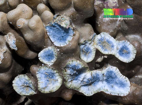 Image of blue coral and relatives