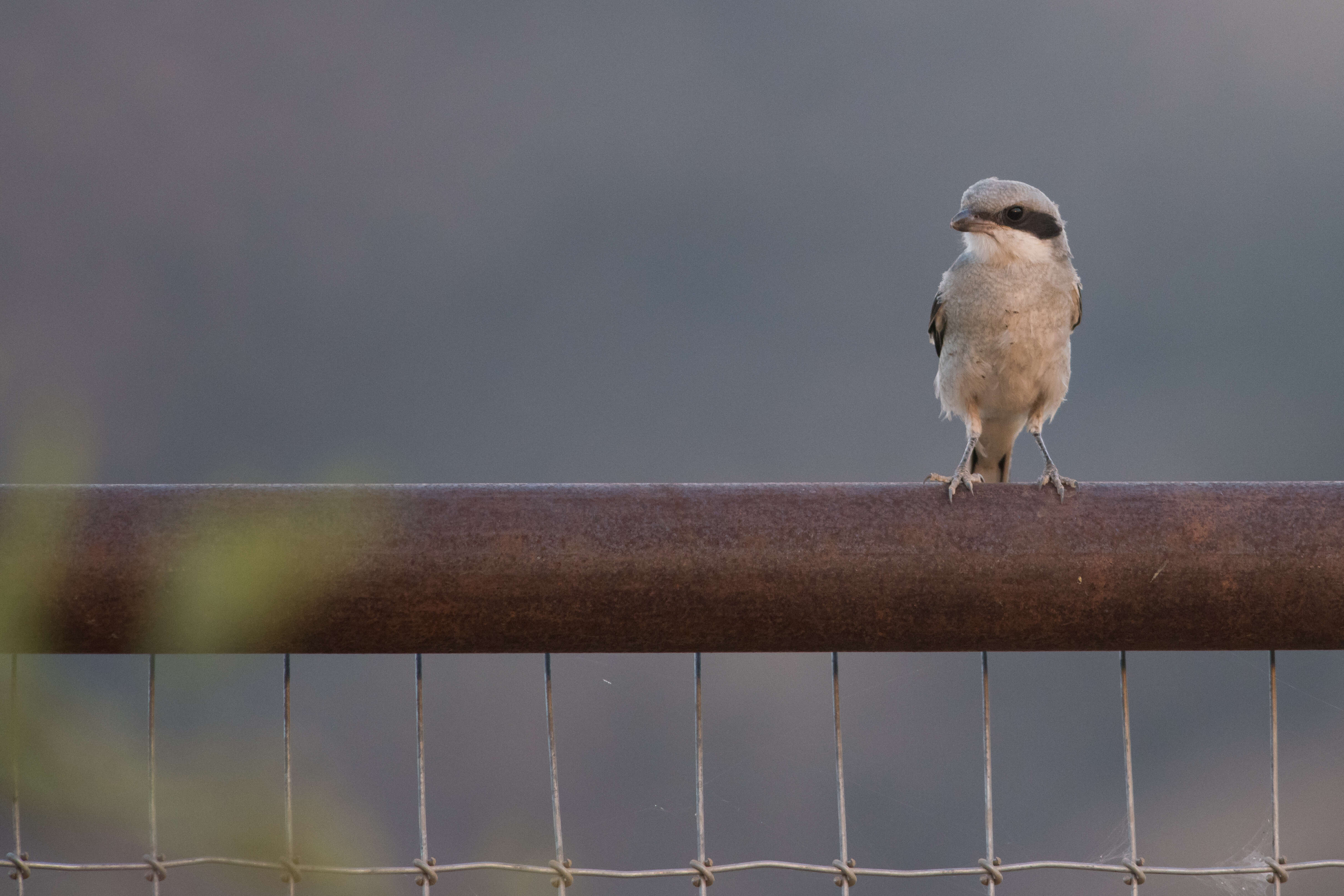 Image of true shrikes