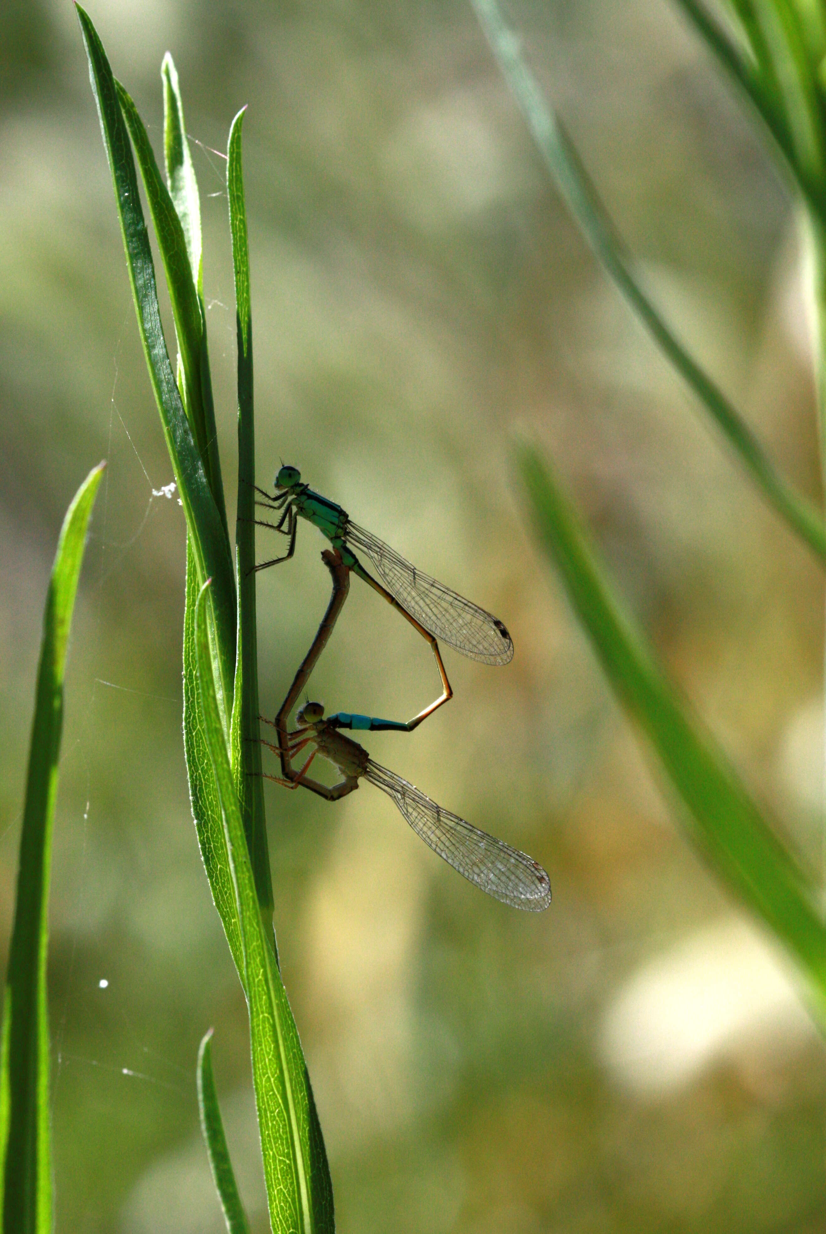 Image of Common Bluetail