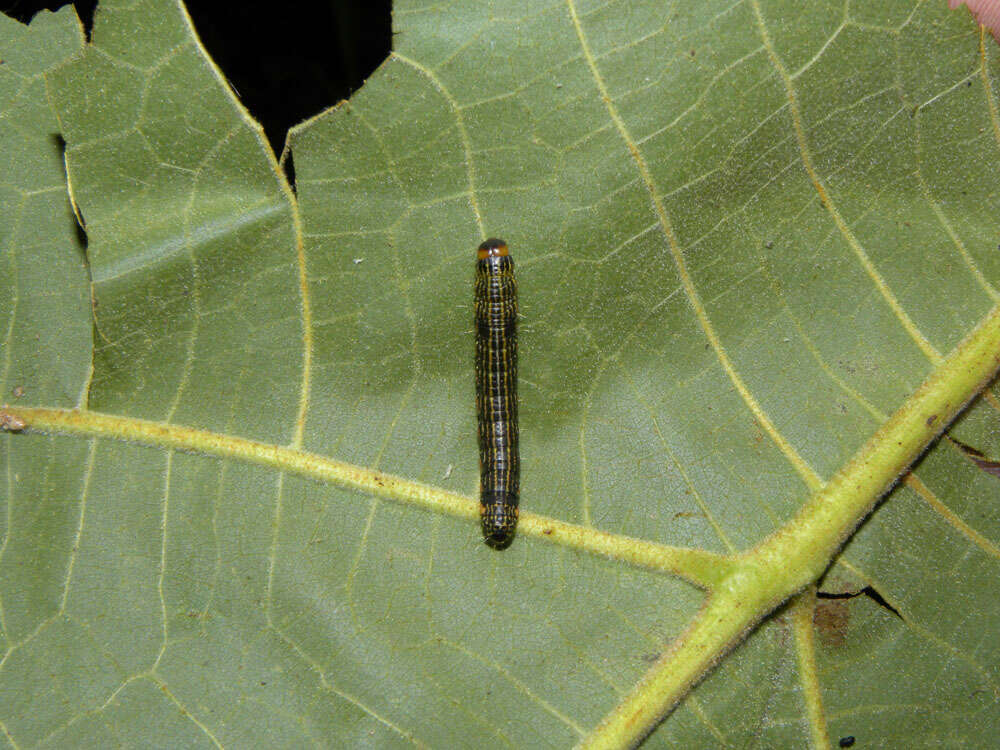 Image of Accinctapubes albifasciata Druce 1902