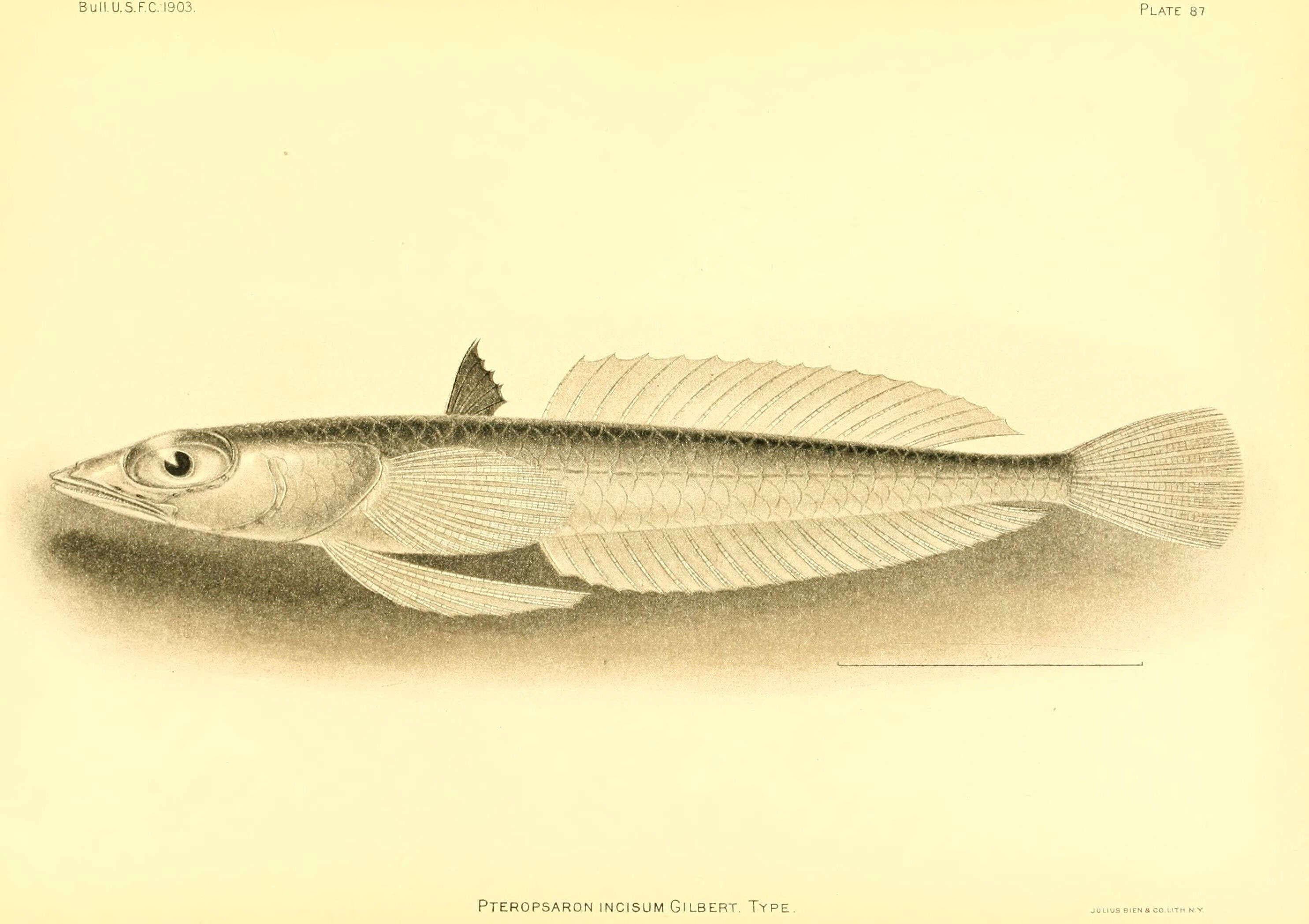 Image of Pteropsaron incisum Gilbert 1905