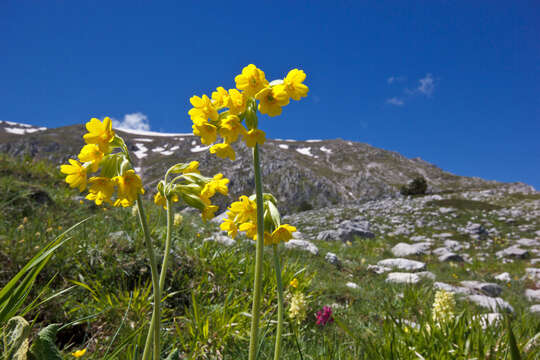 Image of cowslip