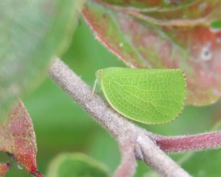 Image of Green Coneheaded Planthopper