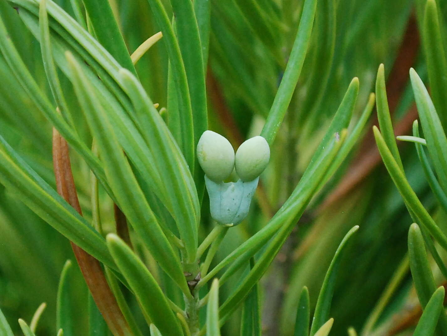 Sivun Podocarpus novae-caledoniae Vieill. kuva