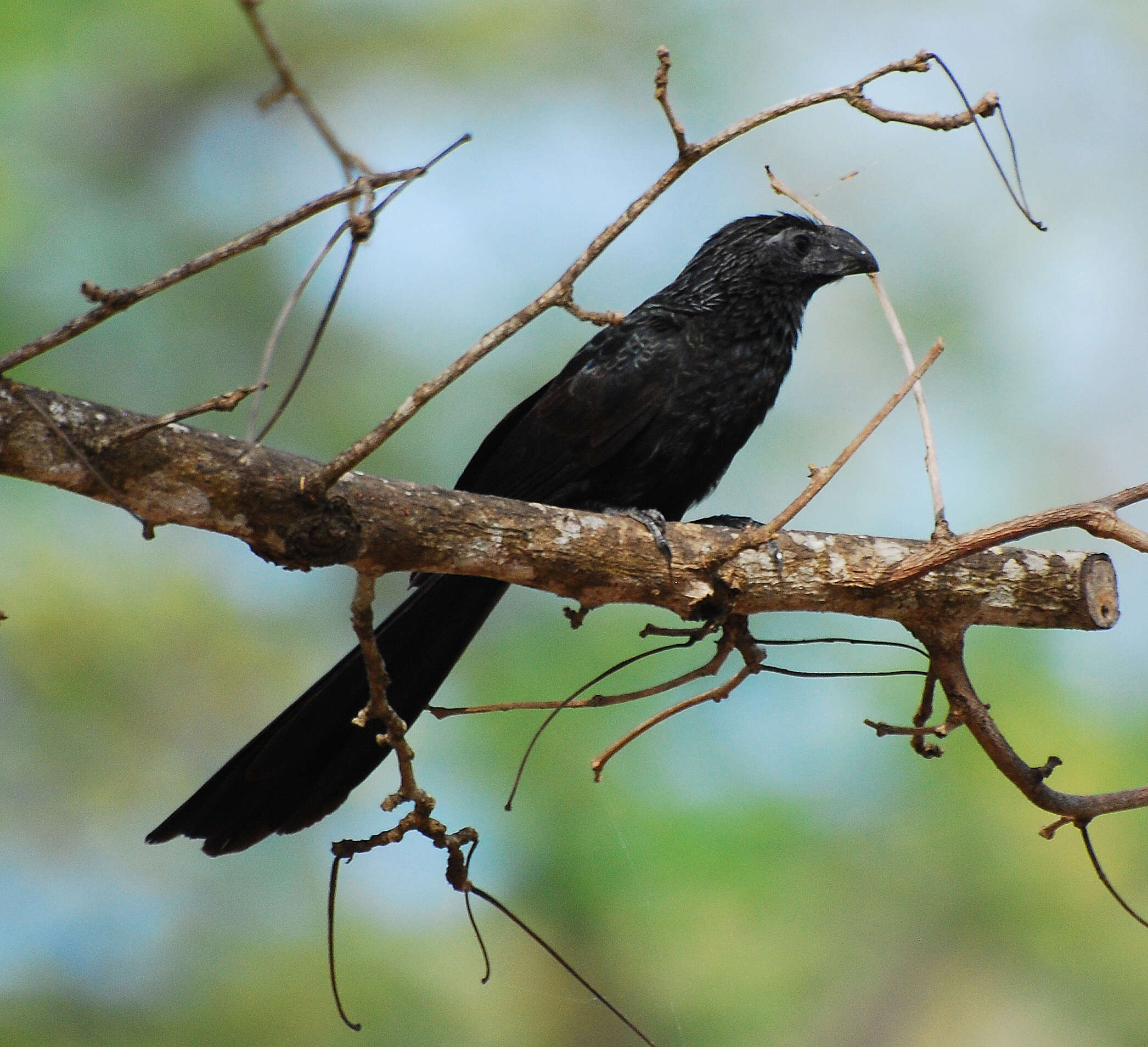 Imagem de Crotophaga Linnaeus 1758