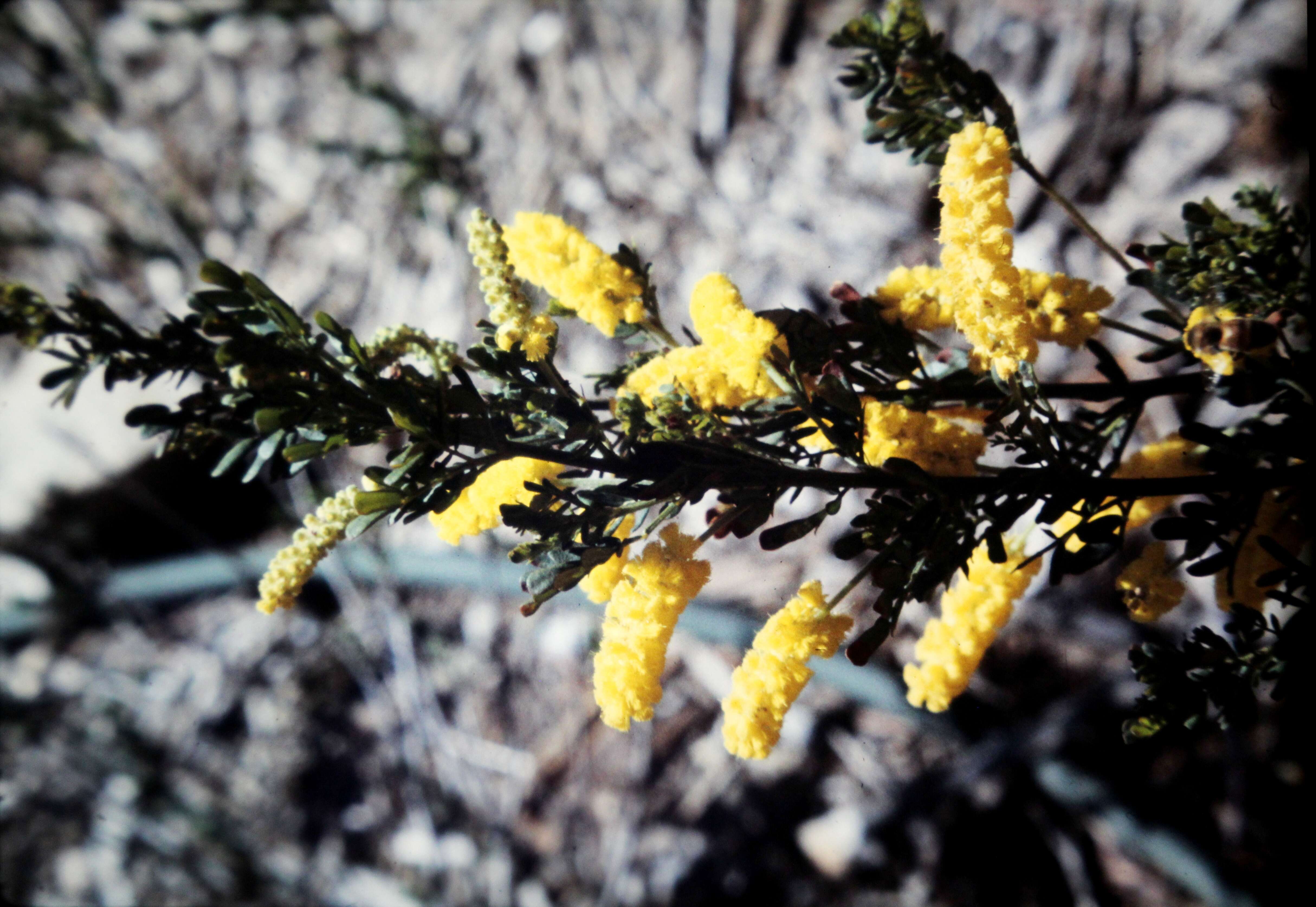 Imagem de Acacia drummondii Lindl.