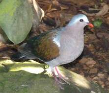 Image of Common Emerald Dove