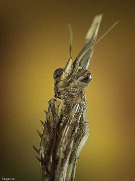 Image of conehead mantis