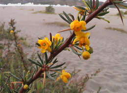 Image of Barberry