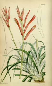 Image of Pitcairnia flammea var. floccosa L. B. Sm.