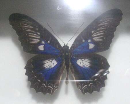 Cethosia myrina Felder & Felder 1865 resmi