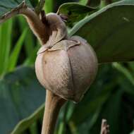 Image of Annona monticola Mart.