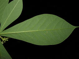 Image of Daphnopsis costaricensis K. Barringer & Grayum