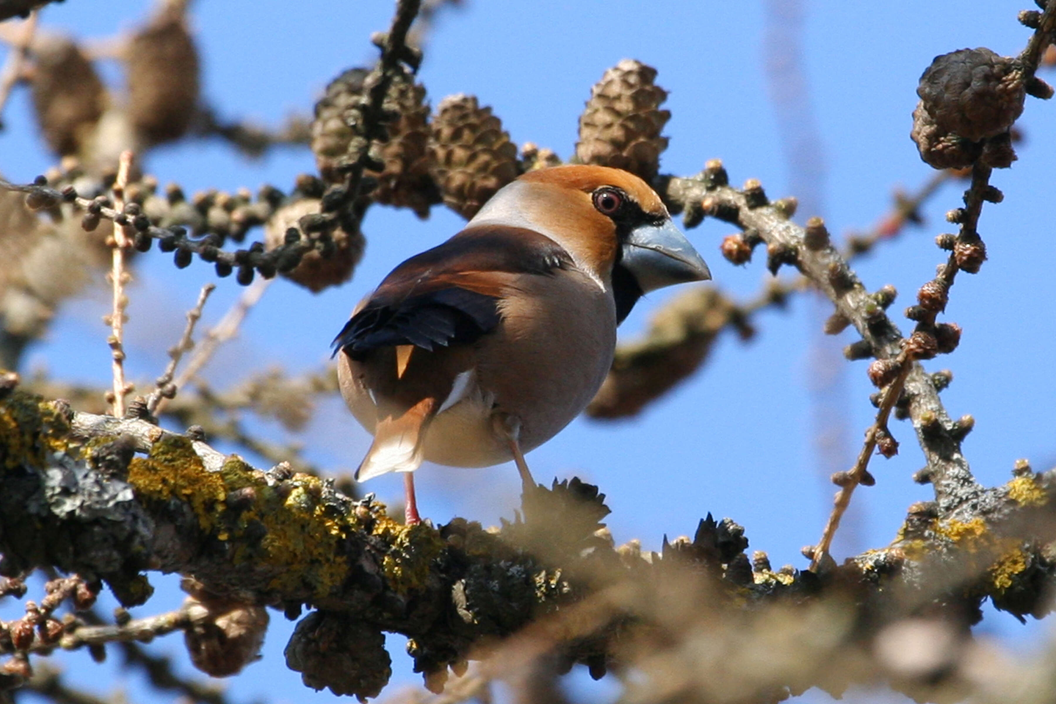 Image of Coccothraustes Brisson 1760