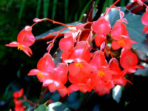 Image of scarlet begonia