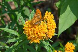 Image of butterfly milkweed