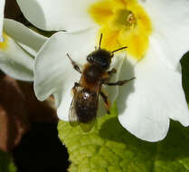 Image of Andrena bicolor Fabricius 1775