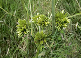 Image of Brown Galingale