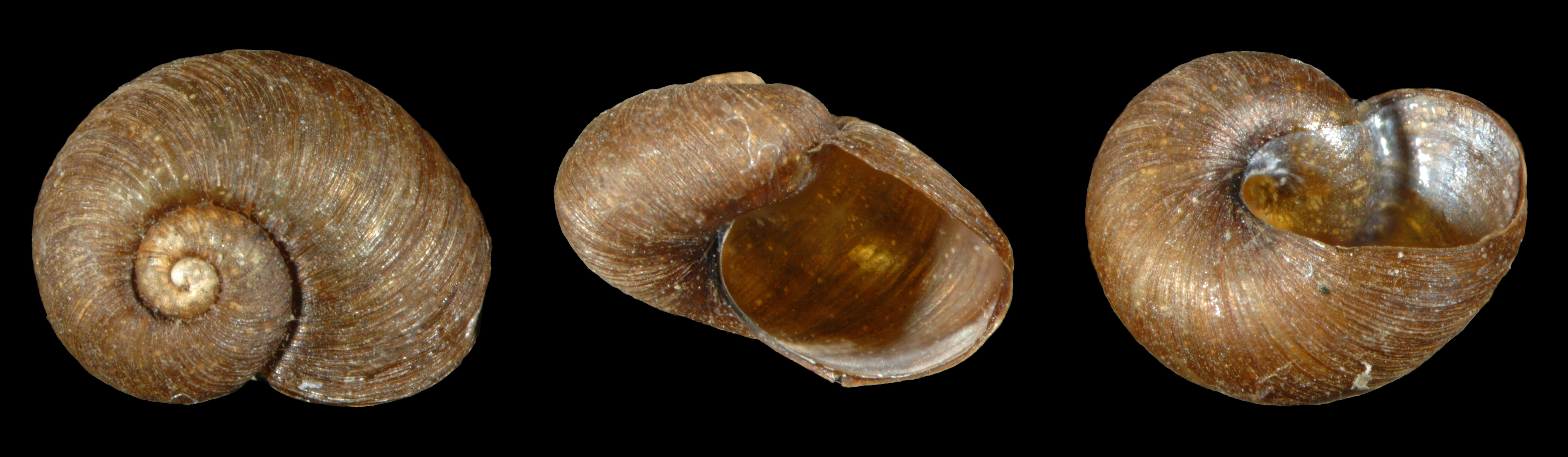 Image of Paryphantopsis koragae Slapcinsky 2005