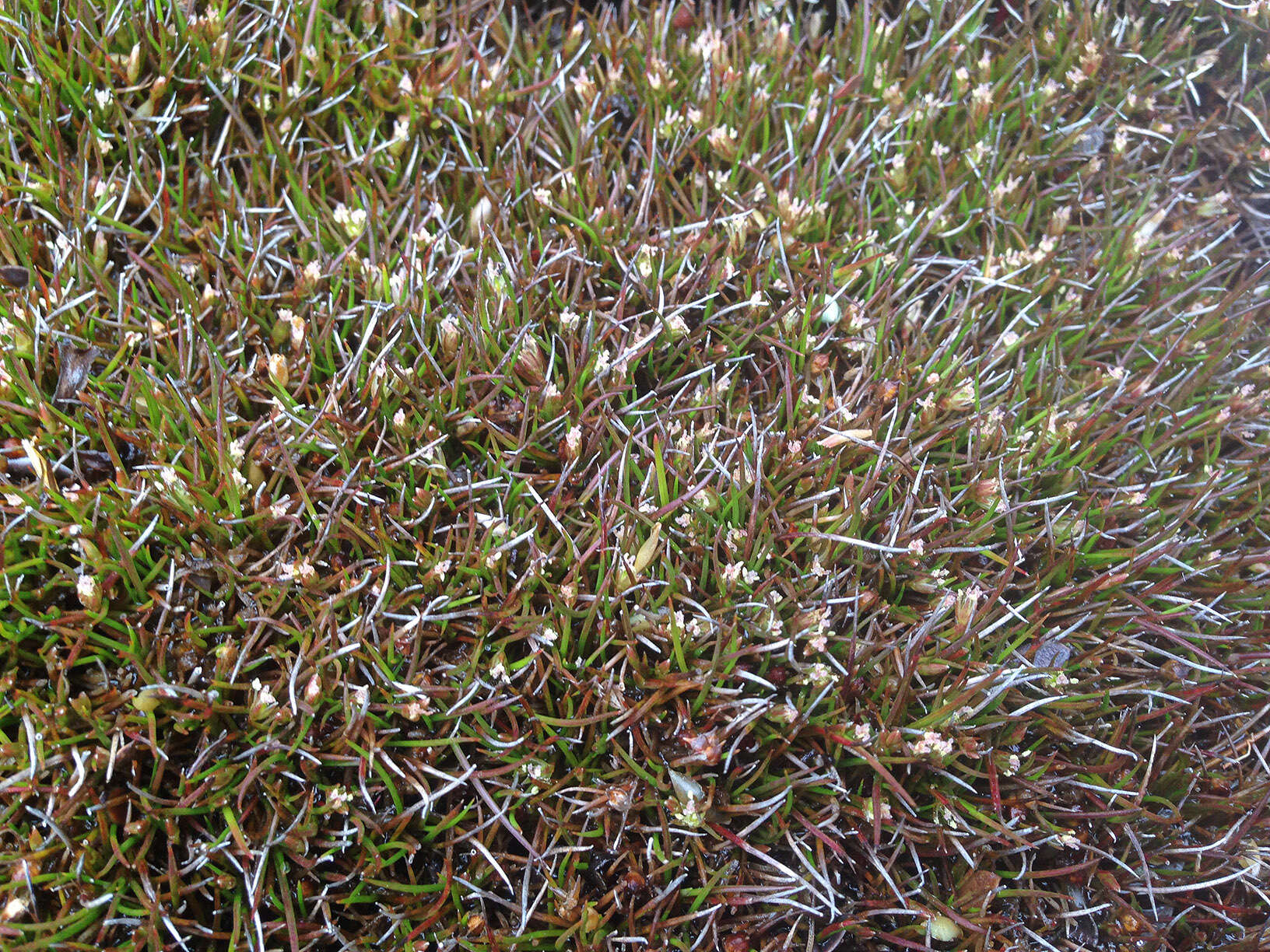 Image of Juncus ratkowskyanus L. A. S. Johnson