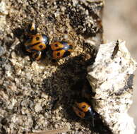 Image of Fungus, Bark, Darkling and Blister Beetles