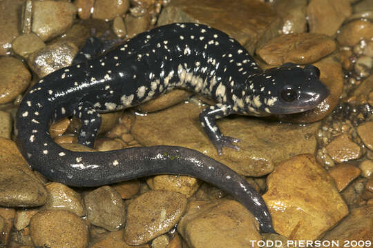 Plethodon glutinosus (Green 1818) resmi