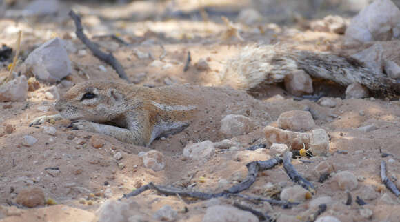 Слика од Xerus subgen. Geosciurus Smith 1834