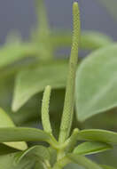 Image of Piperaceae