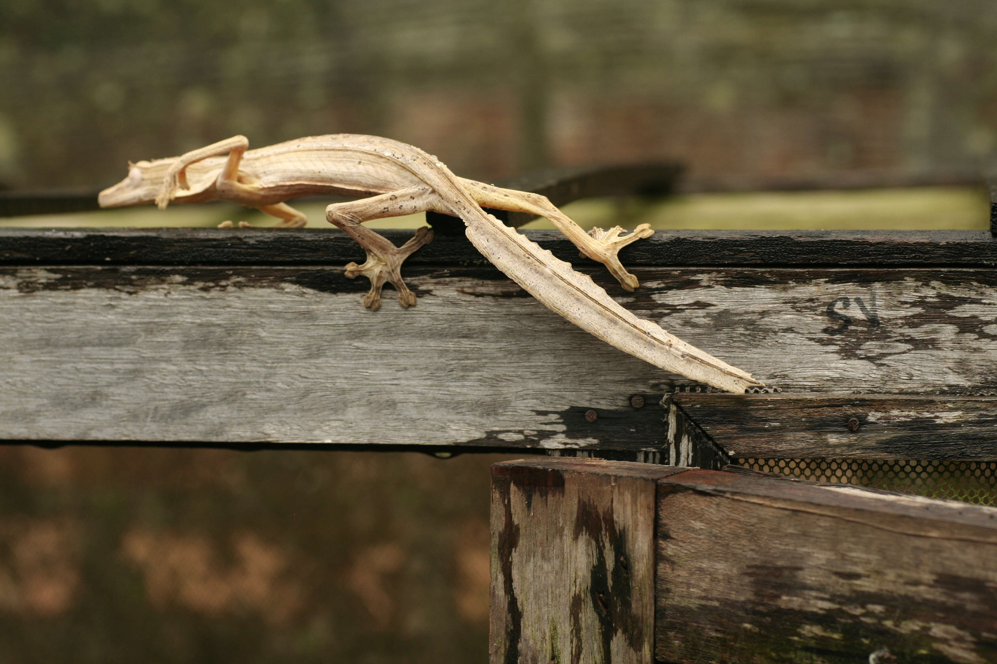 Image of Flat-tail geckos