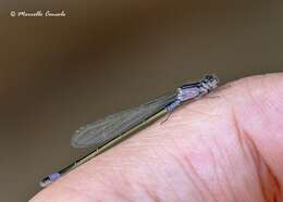 Image of Common Bluetail