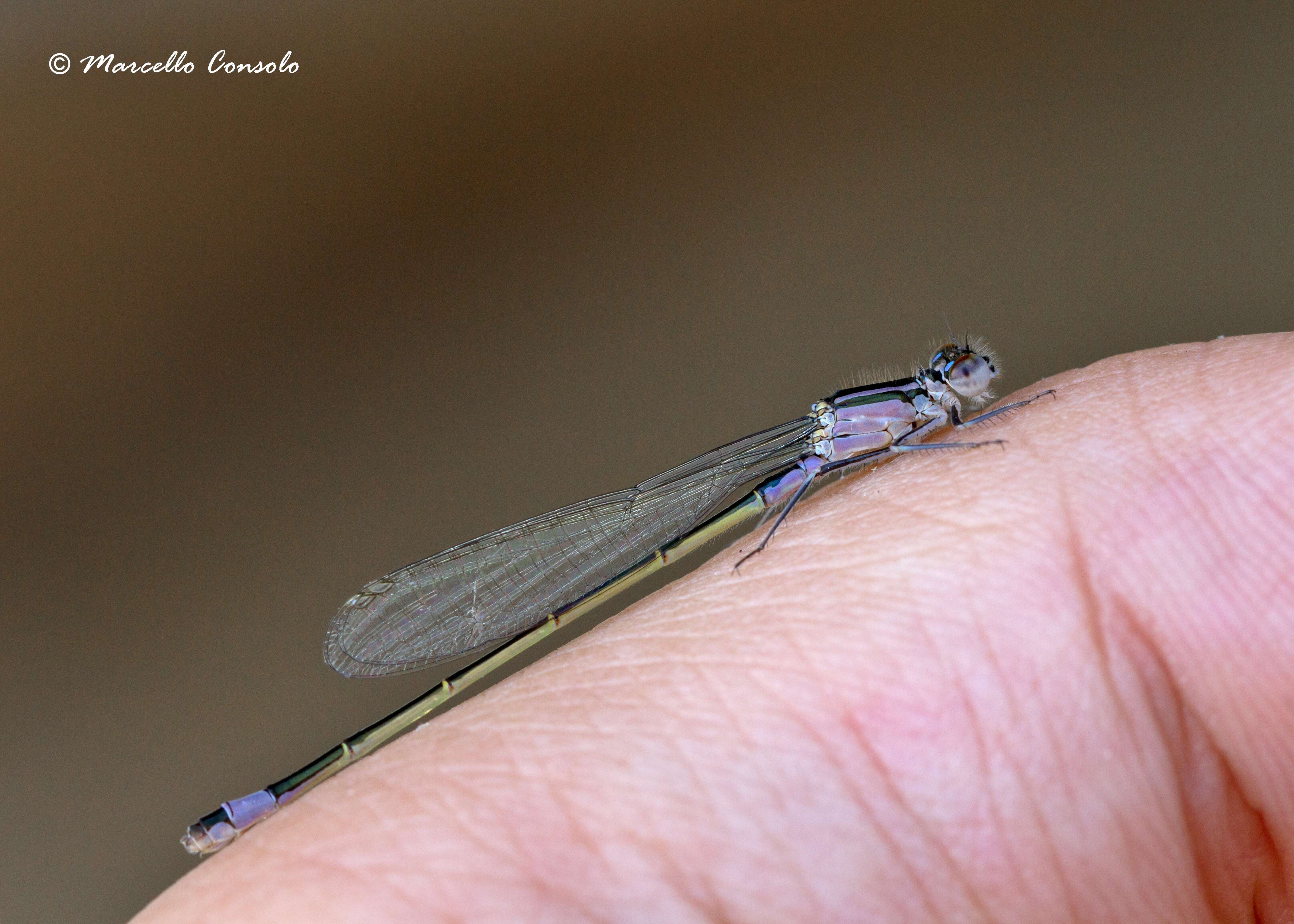 Image of Common Bluetail