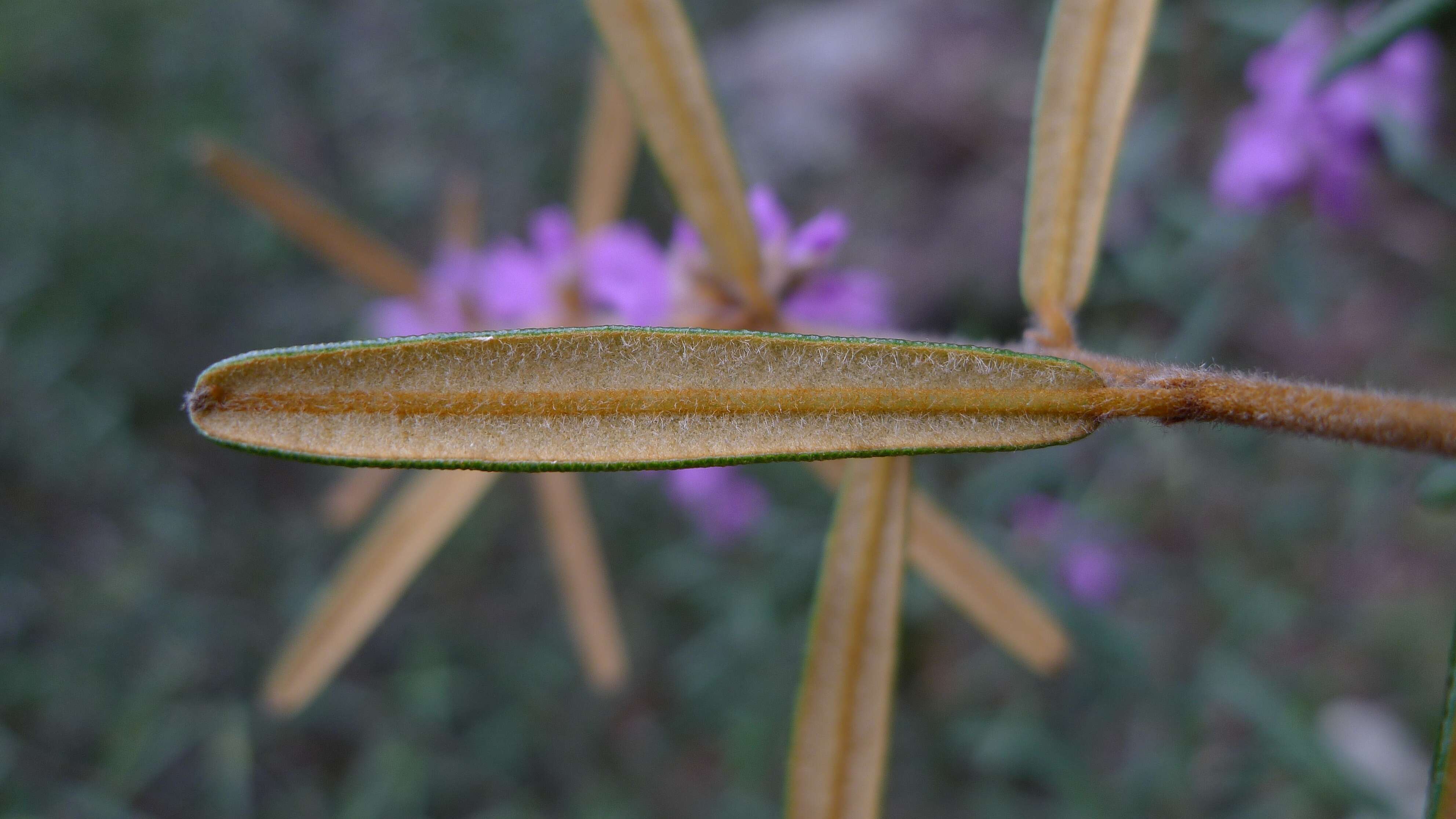 Image of Hovea longifolia R. Br.