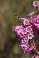 Plancia ëd Epacris impressa Labill.