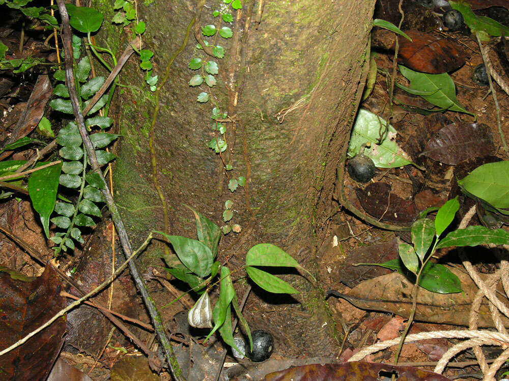 Plancia ëd Meliosma grandiflora Morton ex A. H. Gentry