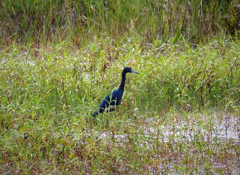 Image of Little Blue Heron