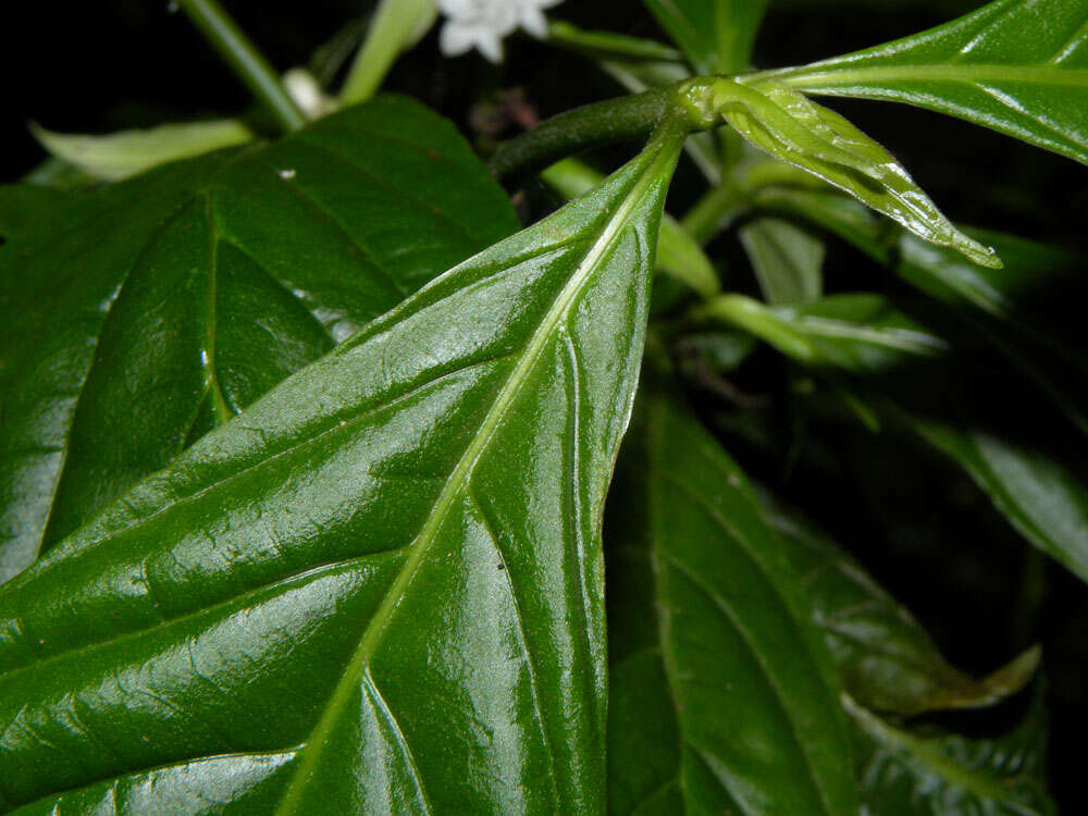 Image of Psychotria hispidula Standl. ex Steyerm.