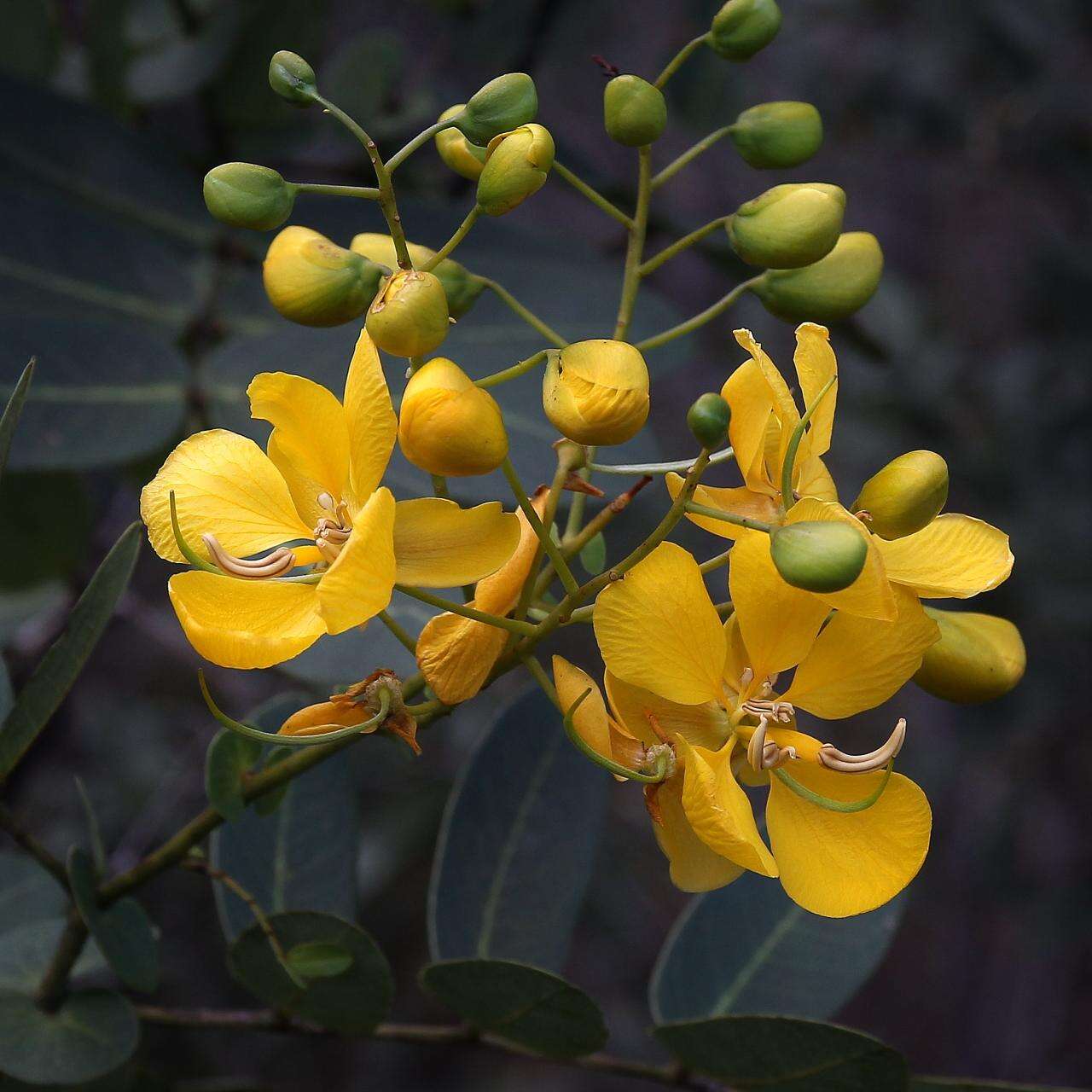 Senna corifolia (Benth.) H. S. Irwin & Barneby resmi