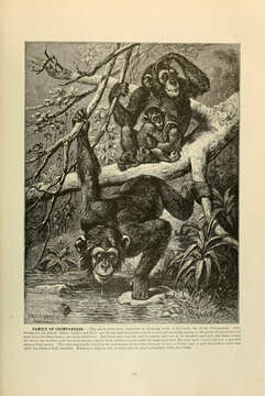 Image of Chimpanzees