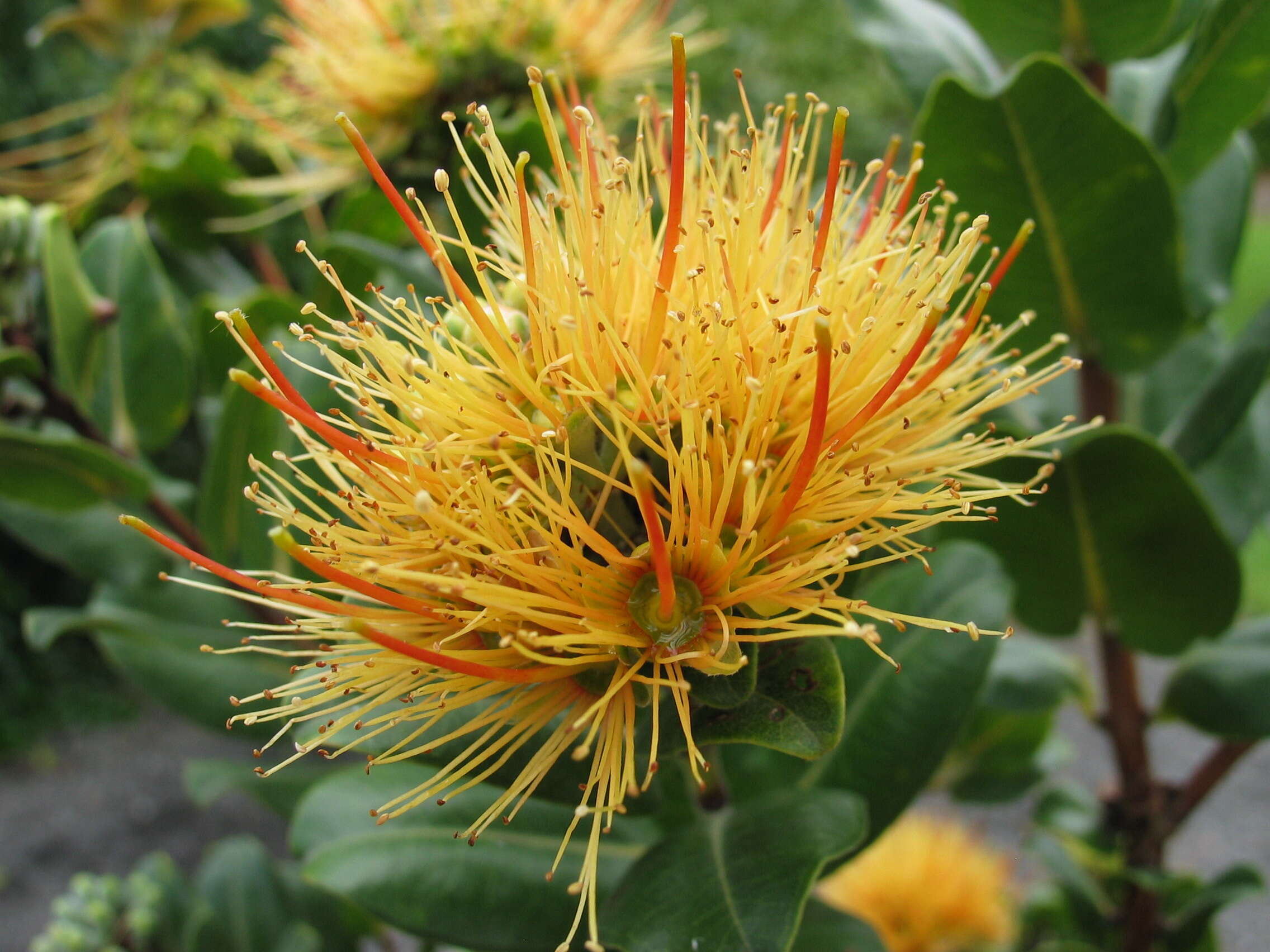 Image of lehua