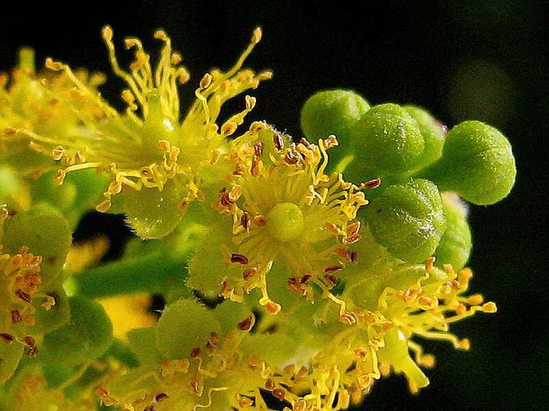 Image of Banara parviflora (A. Gray) Benth.