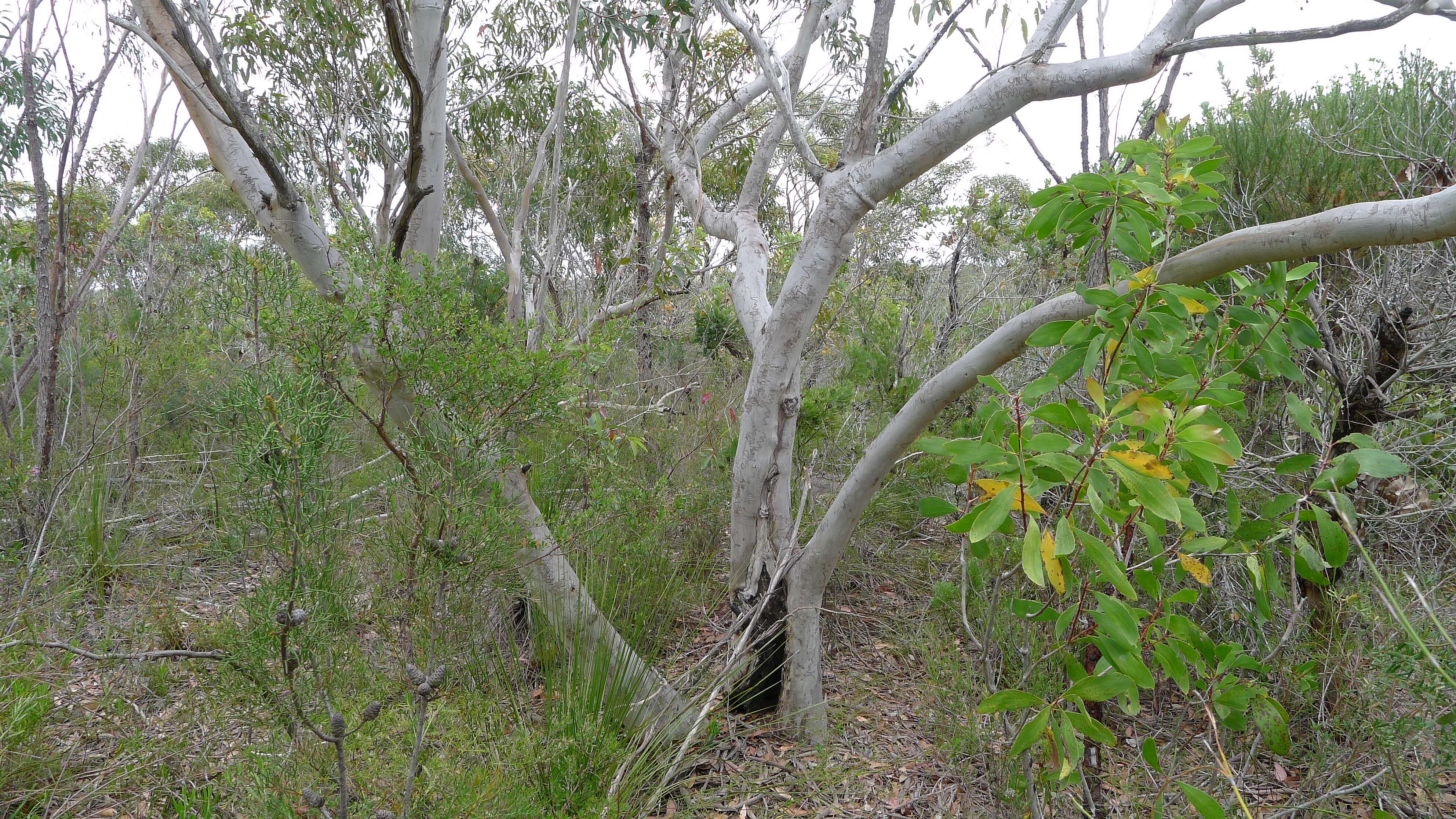 Image of scribbly gum