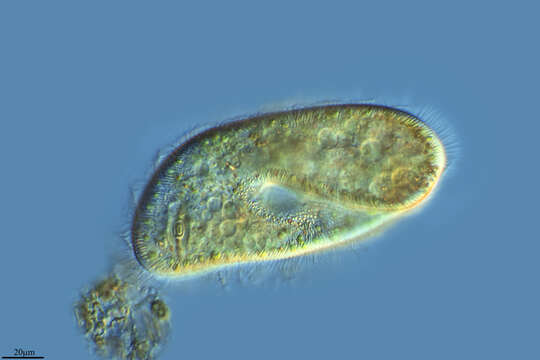 Image of Parameciidae