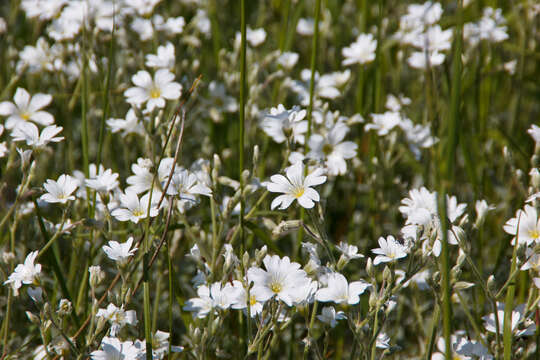 Image of field chickweed