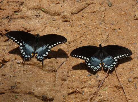 Image of Spicebush swallowtail