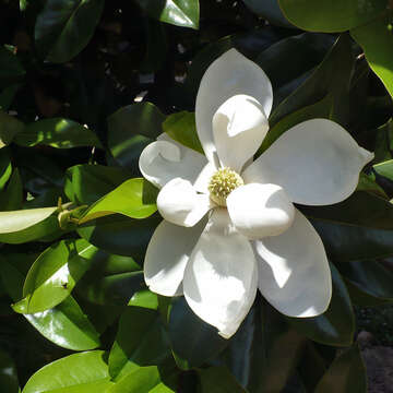 Image of southern magnolia