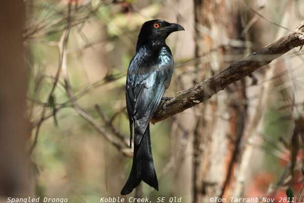 Image de Drongo pailleté