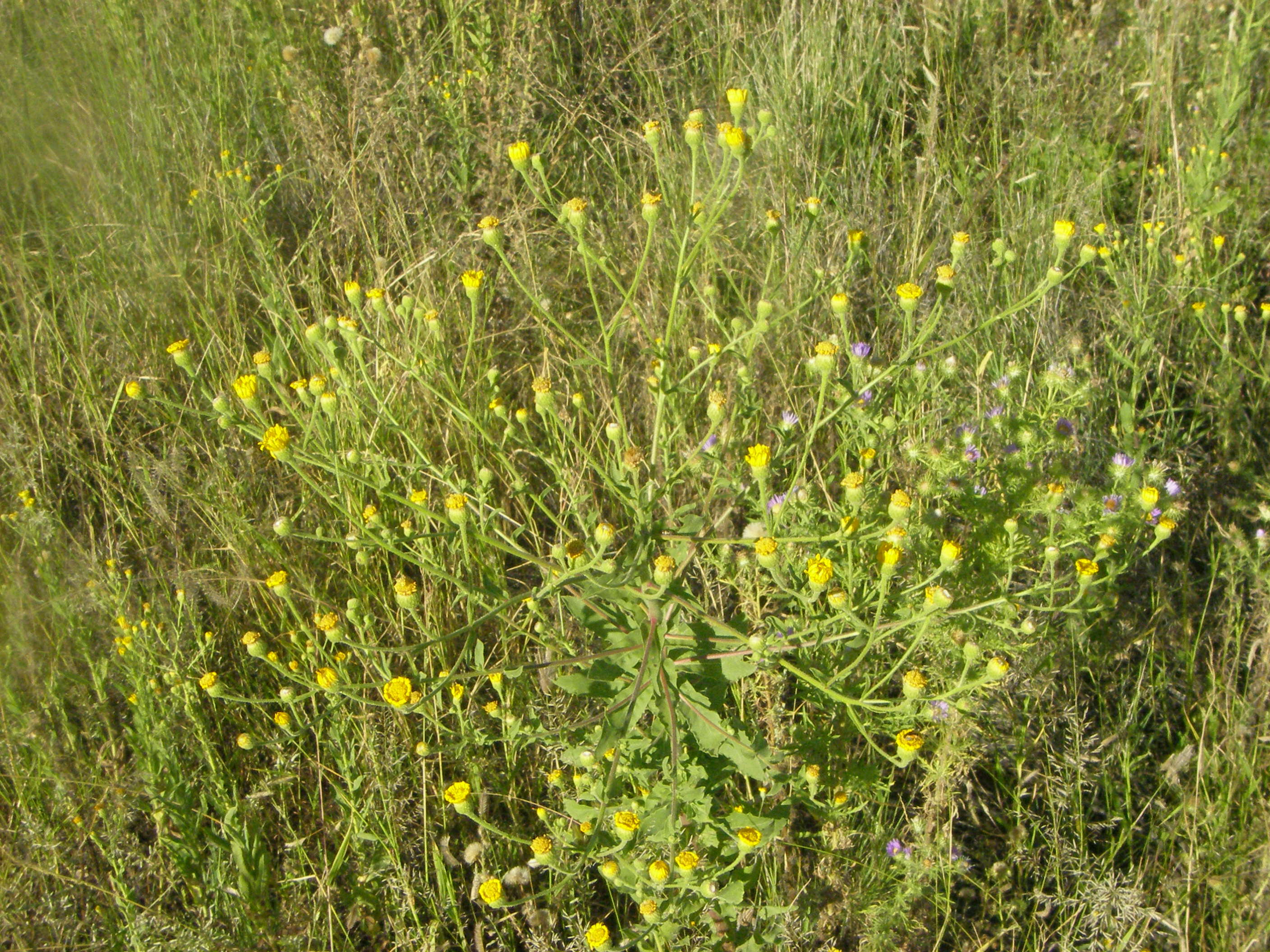 Image of false goldenaster