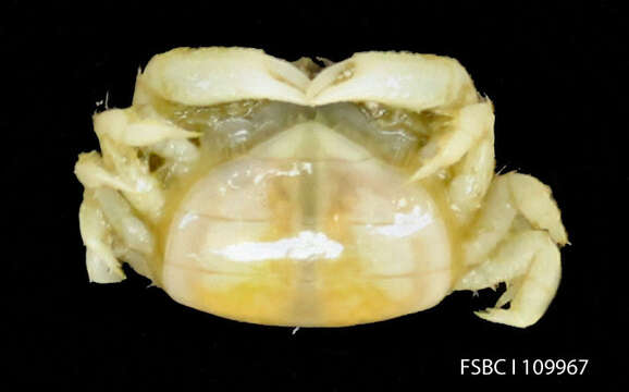 Image of seabiscuit pea crab