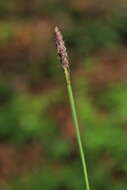 Image of Carex pilosa Scop.