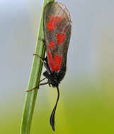 Image of Zygaena